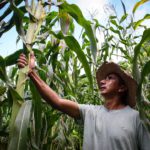 Apoyos para productores de maíz en Jalisco, Guanajuato y Michoacán