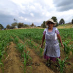 Garantiza Claudia Sheinbaum la soberanía alimentaria y el apoyo directo a los campesinos